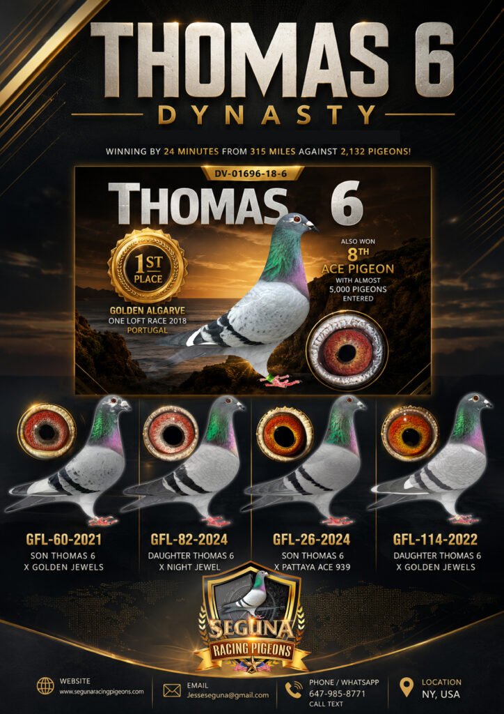 THOMAS 6